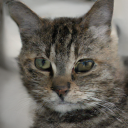 Cat-only reference