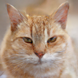 Cat-only reference