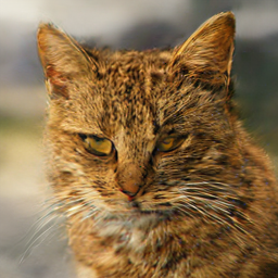 Cat-only reference
