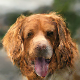 Dog-only reference