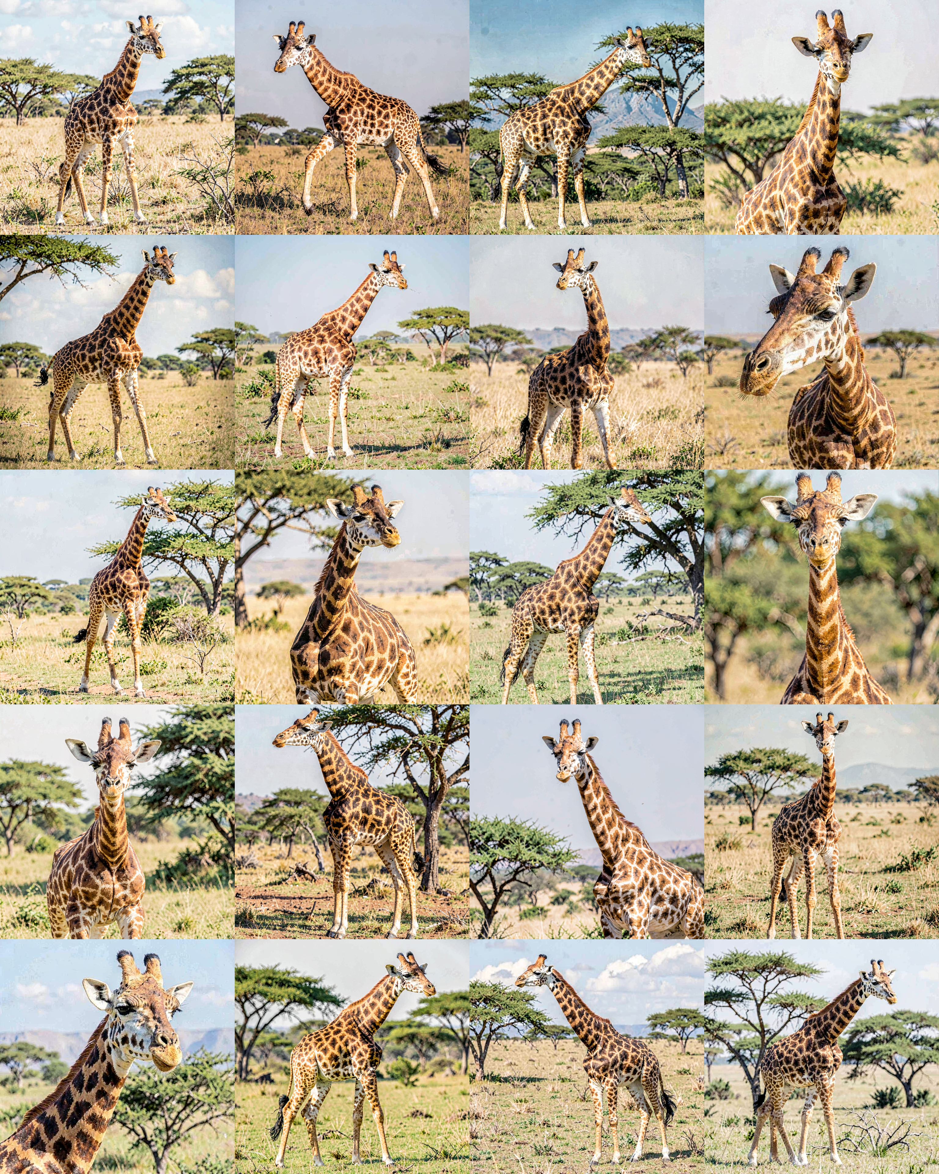 Giraffes